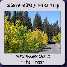 Sierra 2010 Trees