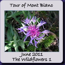 TMB flowers1