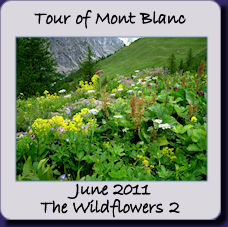 TMB flowers2